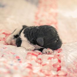 Poodle Puppies from Setting the Standard Poodles