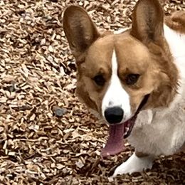 Hush - Cardigan Welsh Corgi
