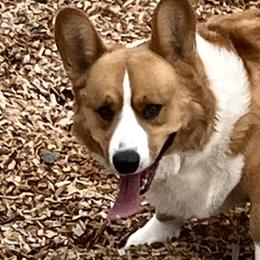 Hush - Cardigan Welsh Corgi