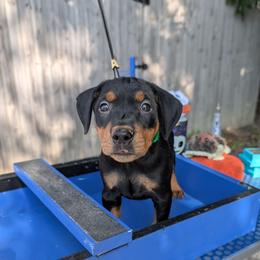 Black Male 2 - Black male German Pinscher puppy in Chatham, Virginia from WMHK9/Roolyn German Pinschers