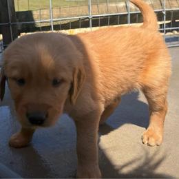 Green Girl - Golden female Golden Retriever puppy in Rockwell, North Carolina from KnL Golden Acres