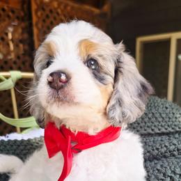 Red - Blue merle male Aussiedoodle puppy in Georgetown, California from Foothill Aussies