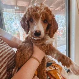 Litleo - Red  male Poodle puppy in Phoenix, Arizona from Moonshine Kennels AZ