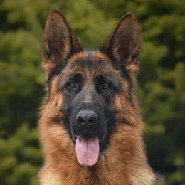 Asia - German Shepherd