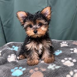 Zoe - Black and tan female Yorkshire Terrier puppy in Silver Springs Shores, Florida from Top Notch Pupz