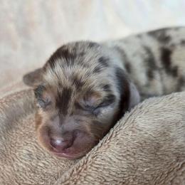 Joseph - Dapple male Dachshund puppy in Signal Mountain, Tennessee from Hot Diggity Doxens