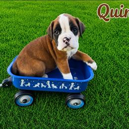 Quinn - Fawn female Boxer puppy in Abilene, Texas from L&L Euro Boxers and Small Town Shih Tzus