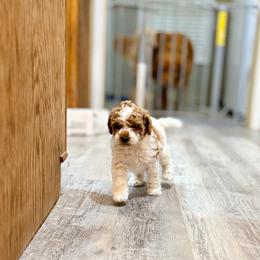 Darcy - Parti male Poodle puppy in Bells, Texas from Partridge Doodles and Poodles