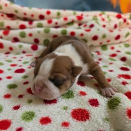 Boris - Seal and white male Boston Terrier puppy in Clarksburg, West Virginia from Pawprints Boston Terriers