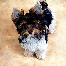 Yorkshire Terrier Puppies from Pixieland Yorkshire Terriers