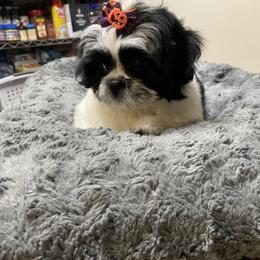 Shih Tzu Puppies from TACG