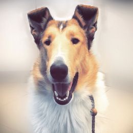 Collies from Verterra Collies