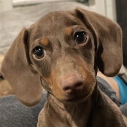 Dachshunds from Schultz Haus Dachshunds