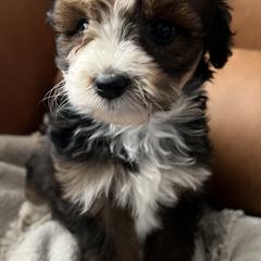 Aussiedoodle, Bernedoodle, and Goldendoodle Puppies from Flat Rock Doodles LLC