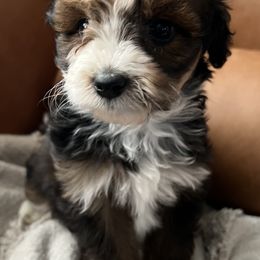 Aussiedoodle, Bernedoodle, and Goldendoodle Puppies from Flat Rock Doodles LLC