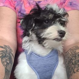 Havanese, Havapoo, Maltipoo, Miniature Schnauzer, Poodle, and Schnoodle All Grown Up from Mashburns Little Munchkins