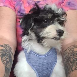 Havanese, Havapoo, Maltipoo, Miniature Schnauzer, Poodle, and Schnoodle All Grown Up from Mashburns Little Munchkins