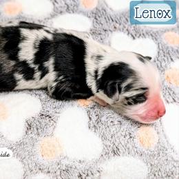 Lenox - Blue merle male Miniature Australian Shepherd puppy in Punta Gorda, Florida from Christie's Creekside Aussies