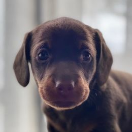 Cavalier King Charles Spaniels and Dachshunds from Magnolia Hill Cavaliers and Doxies