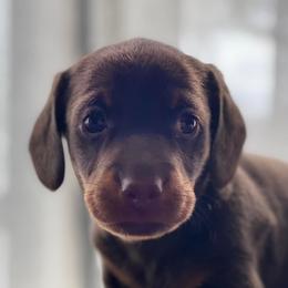 Cavalier King Charles Spaniels and Dachshunds from Magnolia Hill Cavaliers and Doxies