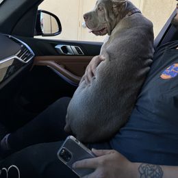Cane Corso and Poodle Puppies from Viceroy Corsos