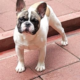 French Bulldog Puppies from Alcide kennels