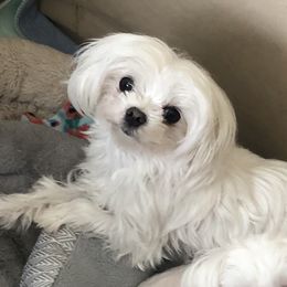 Luna - Maltese