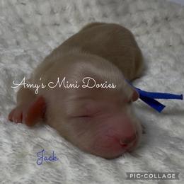 Jack (Dark Blue) - Cream male Dachshund puppy in Jena, Louisiana from Amy’s Mini Doxies