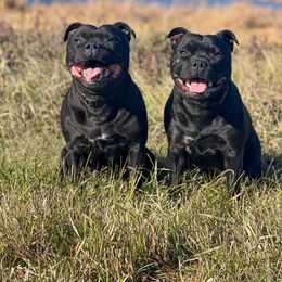 Staffordshire Bull Terrier All Grown Up from Theatric Staffords