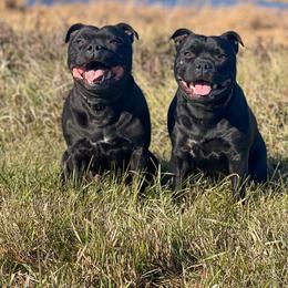 Staffordshire Bull Terrier All Grown Up from Theatric Staffords