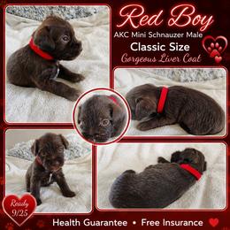 AKC Red boy Liver - Liver male Miniature Schnauzer puppy in Temple, Texas from Schnauzers Of Taylor