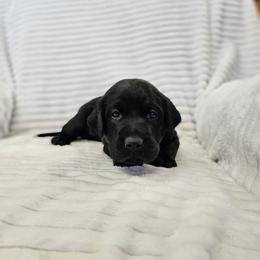 Black Collar - Black male Labrador Retriever puppy in Boyd, Minnesota from Lindley Labradors