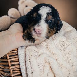 Blue Collar Humphrey - Tri-color male Bernedoodle puppy in Camden, North Carolina from Fleury Farm Doodles NC