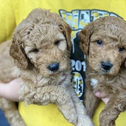 Goldendoodle and Poodle Puppies from King’s  Castle of Doodles