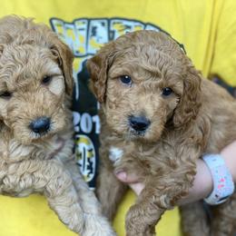 Goldendoodle and Poodle Puppies from King’s  Castle of Doodles