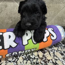 Green - Black female Giant Schnauzer puppy in Pearland, Texas from K & S Schnauzers