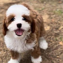 Kai - Cavapoo