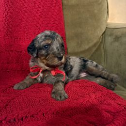 Violet - Blue merle female Bernedoodle puppy in Tulsa, Oklahoma from Magnolia Blossom Bernedoodles