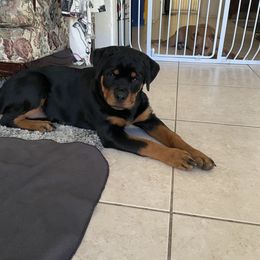 Rottweiler Puppies from Von Haus Roman Rottweilers