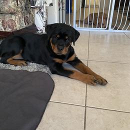 Rottweiler Puppies from Von Haus Roman Rottweilers