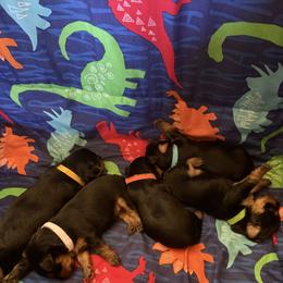 Yorkshire Terrier Puppies from The Yorkie House