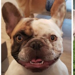 Cinnamon - French Bulldog