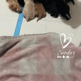 5 - Black female Scottish Terrier puppy in Mancelona, Michigan from Stefany Farm of Happiness