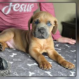 Diesel - Fawn male Cane Corso puppy in Warren, Ohio from Northeast Ohio Cane Corso