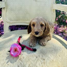 Pink girl - Red  female Goldendoodle puppy in Valdosta, Georgia from Fifth Day Farm