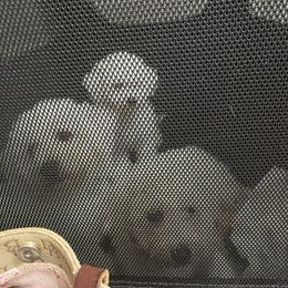 Boy 1 - White male Bichon Frise puppy in Selma, North Carolina from Havenkennels