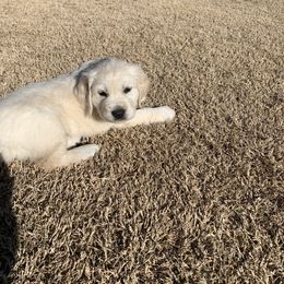 Golden Retriever Puppies from Daniel Ranch Golden Retrievers