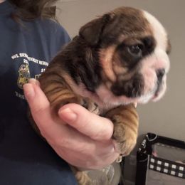 Heidi - Red and white female Bulldog puppy in Ranson, West Virginia from EMR’s Bulldogs