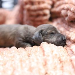 Zion - Cream male Dachshund puppy in Eaton, Ohio from Miniature Alphas Dachshunds