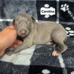 Carolina - Blue female Italian Greyhound puppy in Parsons, Kansas from Feathered Cactus Farm